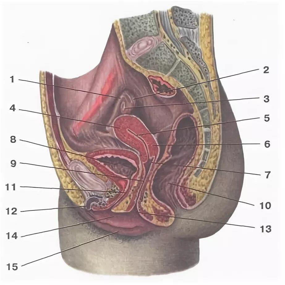 анатомия внутренних органов брюшной полости человека мужчины. расположение органов у человека. тело женщины анатомия. внутренние органы. женское влагалище в разрезе.