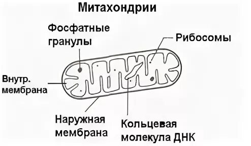 Кольцевая мембрана