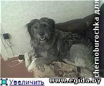 Кобель или кабель