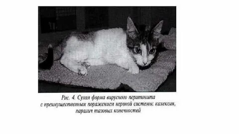 Вирусный перитонит кошек