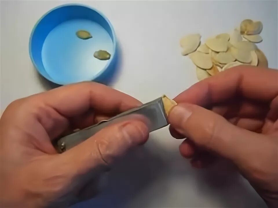 Приспособление для чистки семечек. Чистилка для тыквенных семечек. Быстро почистить семечки. Очиститель шелухи от тыквенных семечек. Как очищают семечки.