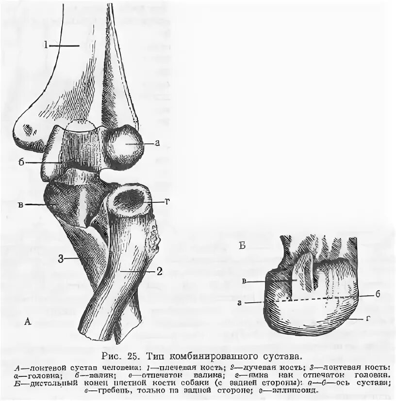 Сустав 1а. Комбинированный сустав это в анатомии. Комбинированныесустав. Комплексный и комбинированный суставы. Пример комбинированного сустава.