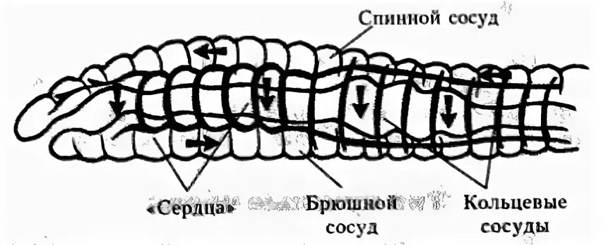 У дождевого червя органы выделения представлены почками