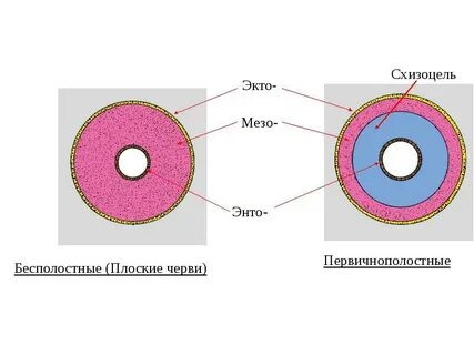 Первичная полость тела функции
