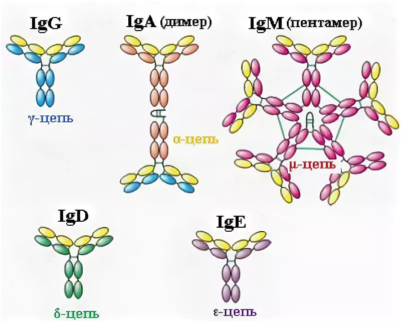 Иммуноглобулины iga igm. Строение молекулы иммуноглобулина g1. Иммуноглобулины-Пентамеры. Иммуноглобулин IGE схема строение. Структура молекулы иммуноглобулина.