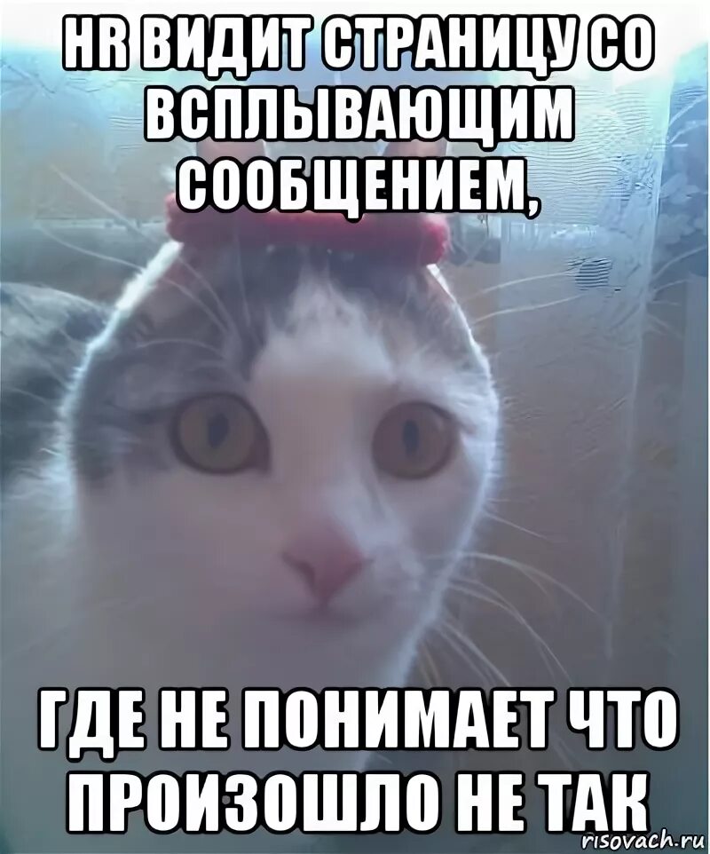 Мем кот не понимает. Мем кот не понимает