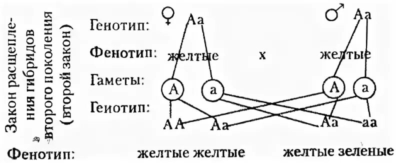 Взаимосвязь между генотипом и фенотипом. Полное доминирование схема расщепления. Виды расщепления по фенотипу. Составьте принципиальную схему моногибридного скрещивания. Возможные варианты гамет у особи с генотипом