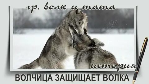 Как отбиться от волка