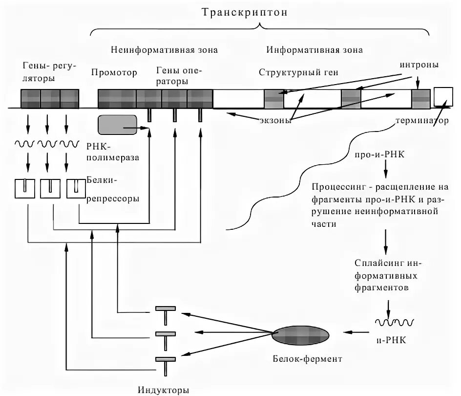 Экспрессия генов у эукариот. Процессы транскрипции и трансляции у прокариот и эукариот. Регуляция транскрипции у эукариот. Транскрипция гена эукариот. Схема регуляции транскрипции у эукариот.
