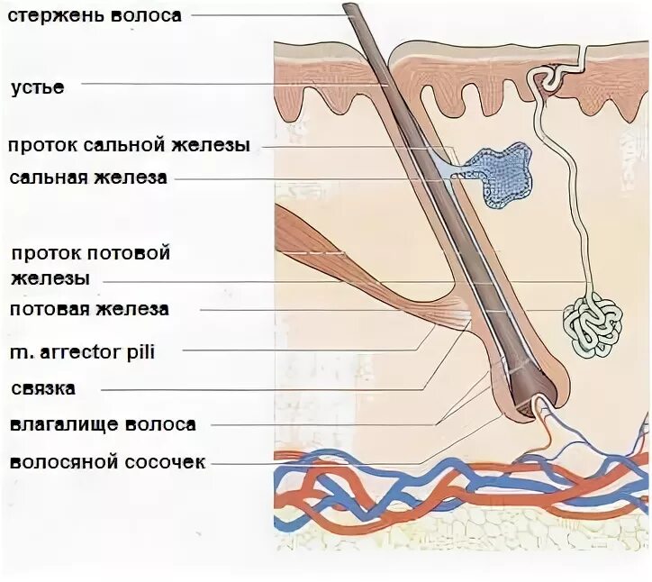 Строение волоса. Строение волосяного фолликула. Строение стержня волоса. Схема строения волоса.