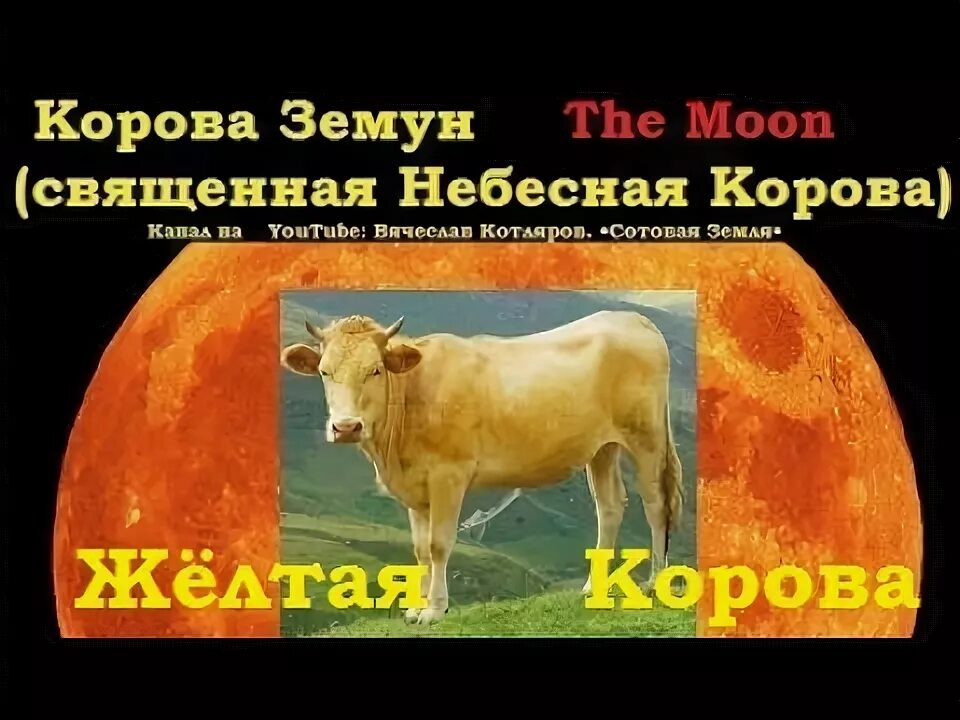 Мусульманская корова. Небесная корова Земун. Желтая корова. Сыны небесной коровы. Лунный теленок.