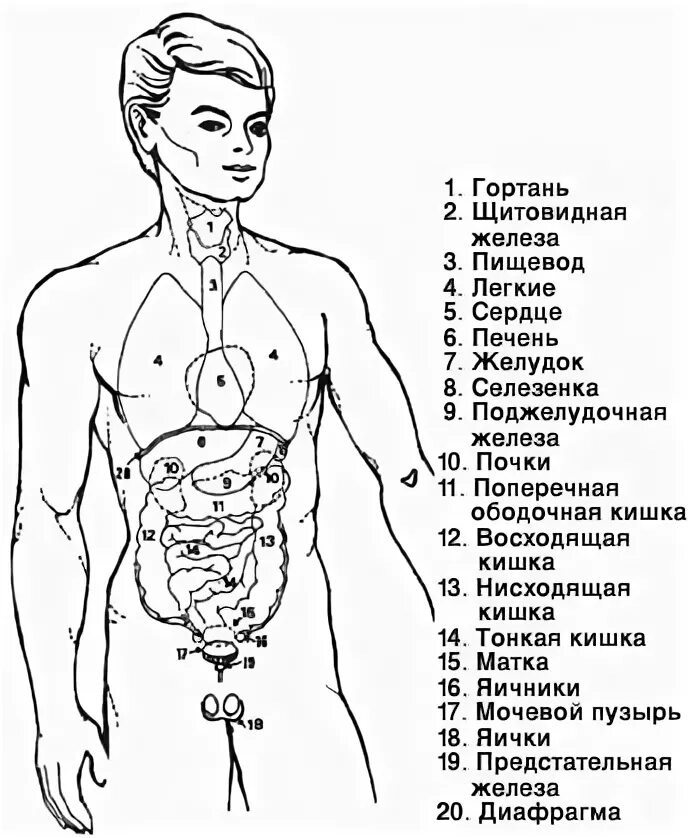 Цена органов мужчины. Схема внутренних органов. Расположение органов у человека. Схема размещения внутренних органов.