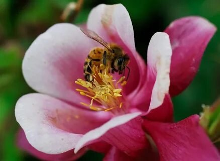 Nectars bee