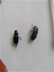 Хрущак малый булавоусый. Маленький жук. Майский жук залетел. Жук черный длинный худой. Летучие насекомые в квартире.