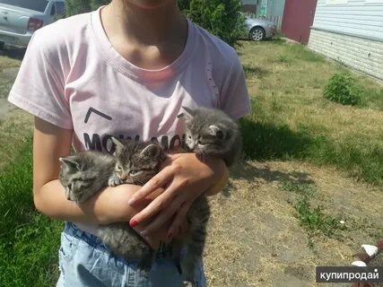 Взять котенка в добрые руки в волгограде