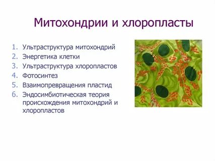 Процесс фотосинтеза происходит митохондриях хлоропластах