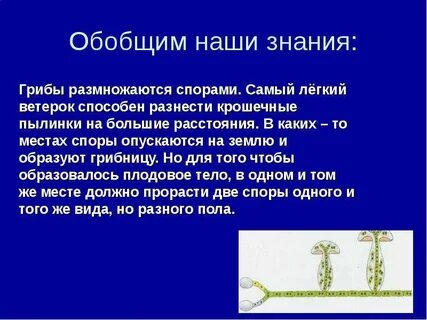 Грибы и растения размножаются спорами