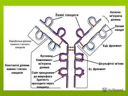 Иммуноглобулины тест с ответами