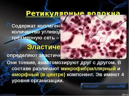 Волокна коллагеновые эластические и ретикулярные