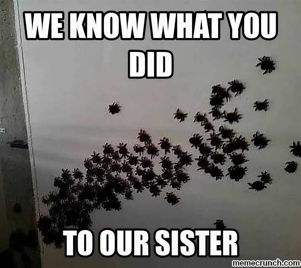 Паук Мем. Мемы про пауков. Паук Твиттер. Студия Spiders Мем. Spider memes