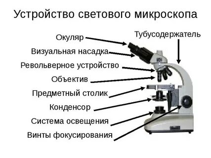 Какую функцию выполняет кольцо цифрового микроскопа