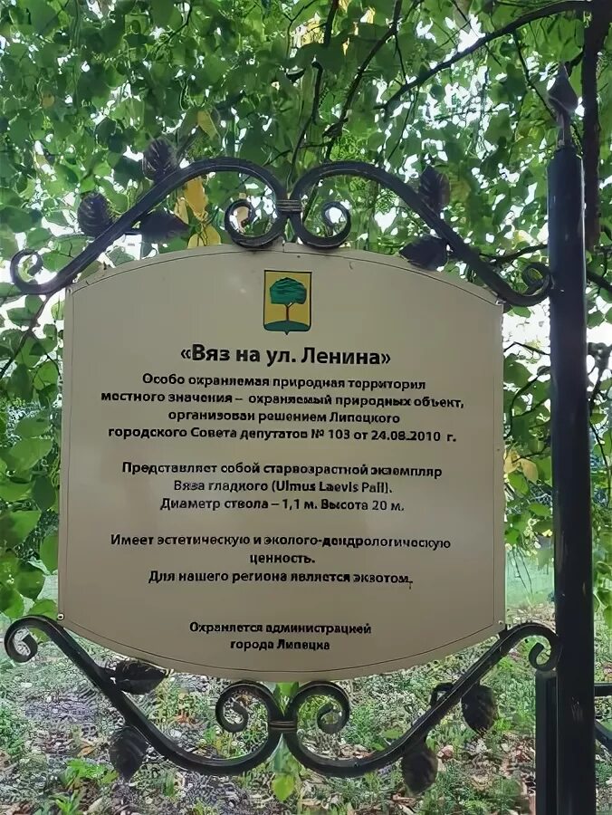 Парк является памятником. Дендрологический парк «берендей». вяз на ул. ленина липецк. дендрологический парк академика яблокова. парк с. аннино. дендрологический памятник природы.