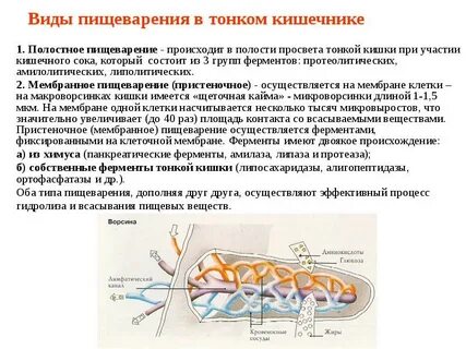 Виды пищеварения