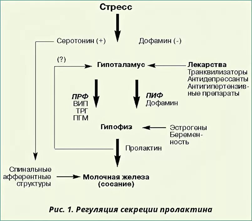 Действие пролактина. Синтез пролактина схема. Регуляция секреции пролактина. Регуляция секреции пролактина схема. Регуляция синтеза пролактина.