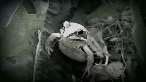 Черную жабу с белой розой хотел