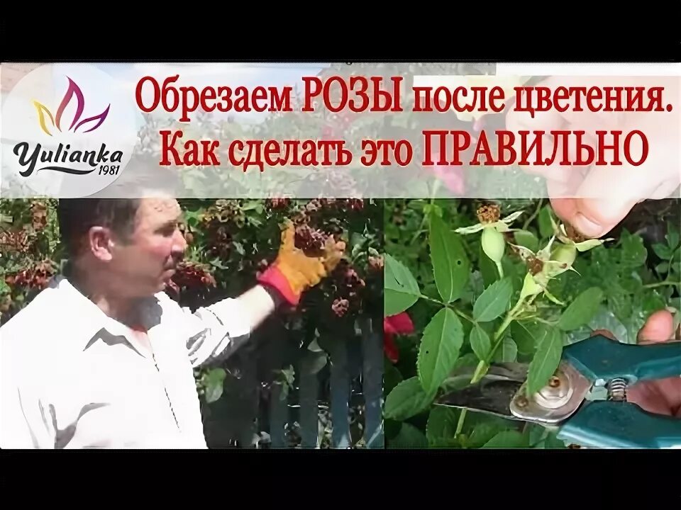 Розы отцвели надо ли срезать бутоны. Обрезка роз после цветения. правильная обрезка роз. правильная обрезка роз после цветения. как обрезать отцветшие розы.