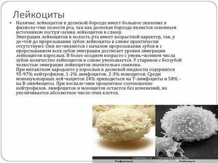 Лейкоциты сплошь что это