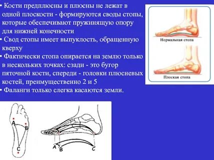Плюсна стопы что это
