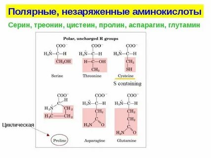 Радикал серина