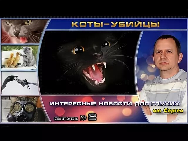 Охота на убийцу котиков интернет