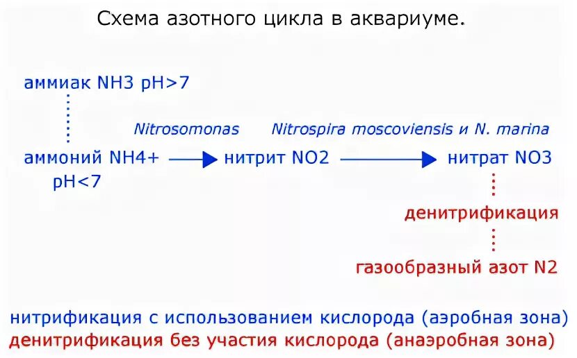 Нитрит аммония азот вода. Азотный цикл схема. Азотный цикл в аквариуме схема. Нитрификация в аквариуме. Азотный цикл схема становления.