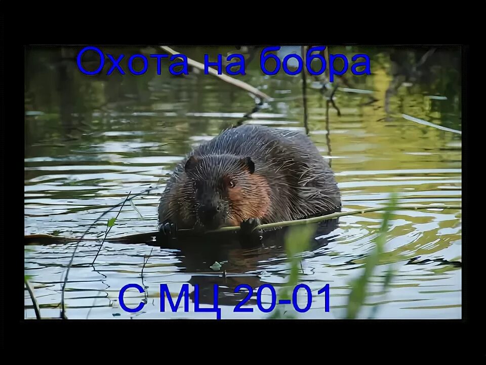 Мод на бобра. Лицензия на бобра. охота на бобра с засидки. бобер с автоматом.