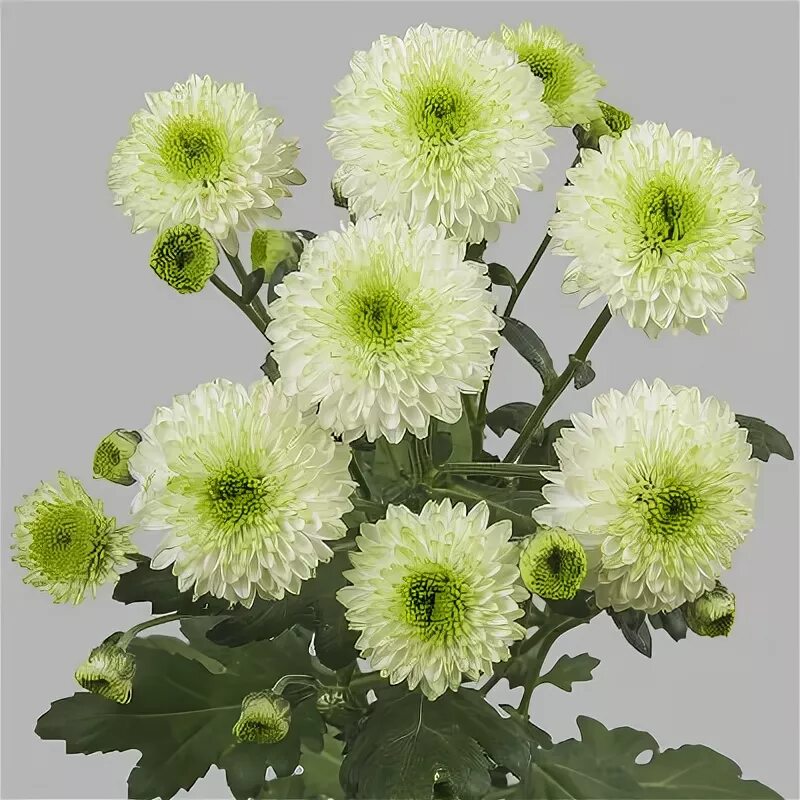 Коллекционный объект БСИ ДВО РАН: Chrysanthemum x hortorum(Сорт:Volschebnitsa)