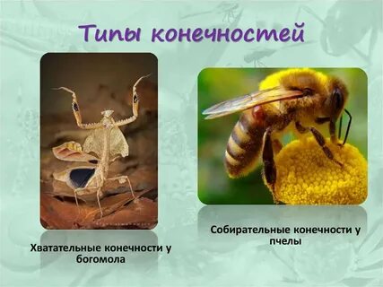 Оборудование для исследования строения конечностей домашней пчелы