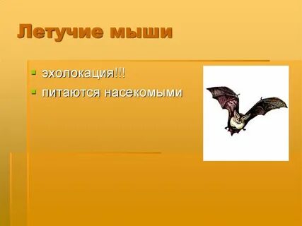 Пищевая цепь мыши