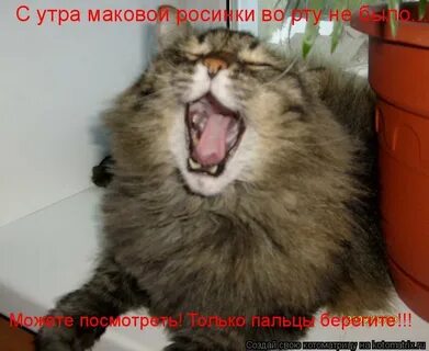Маковой росинки во рту не было