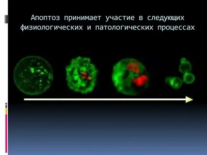 Апоптоз осуществляют ферменты