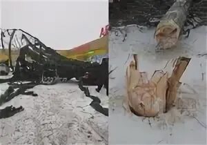 Елка в черемхово. Упавшие ели. елка упала на дороге. елка упала на машину. елка на дороге упавшая.