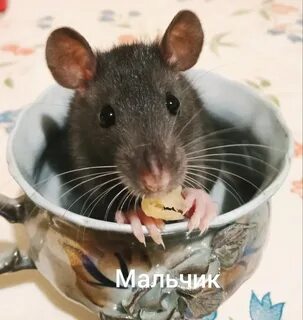 Получил крысой