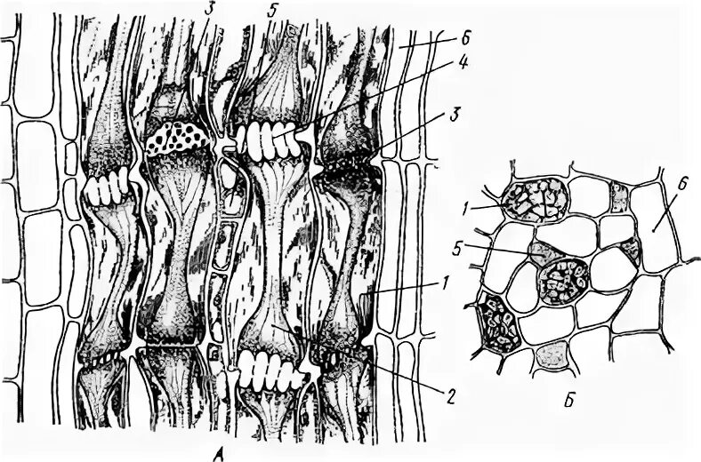 Механическая ткань часть впр. Ситовидные трубки срез. Продольный и поперечный срезы стебля тыквы обыкновенной. Ситовидные элементы флоэмы тыквы. Поперечный срез ситовидной трубки.