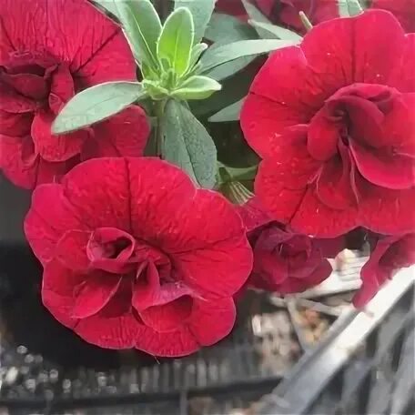 Калибрахоа colibri double copper. Калибрахоа aloha double red. Калибрахоа double cherry. Калибрахоа calita double red. Герань calliope dark red.