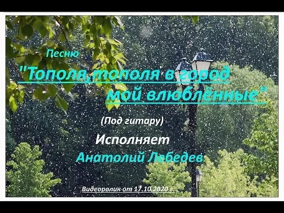 Тополя тополя в город мой. Тополя песня. Тополя в город мой влюбленные. Тополя в город мой влюбленные текст. Тополя тополя все в пуху текст