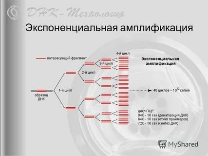 Методы молекулярной биологии