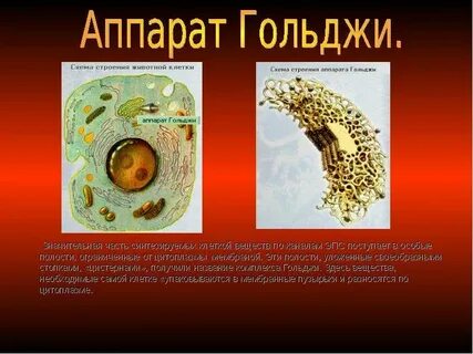 Комплекс гольджи наиболее развит в клетках