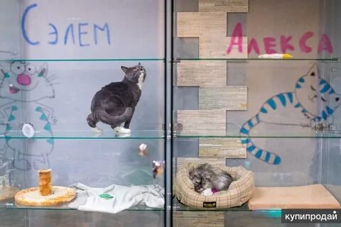 Кошка в нижнем