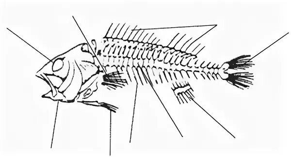 скелет костной рыбы схема. строение скелета костовых рыбы. скелет рыбы биология. скелет рыбы биология. скелет костной рыбы речной окунь.